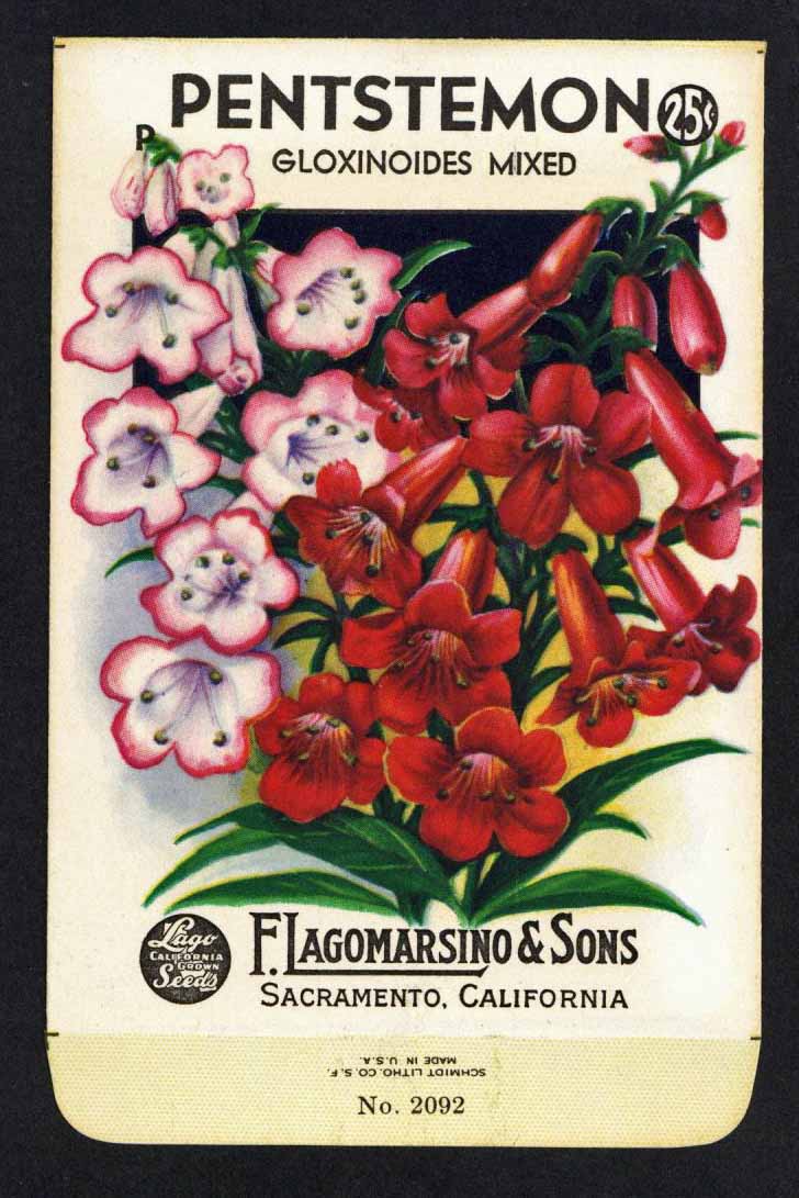 Pentstemon Vintage Lagomarsino Seed Packet