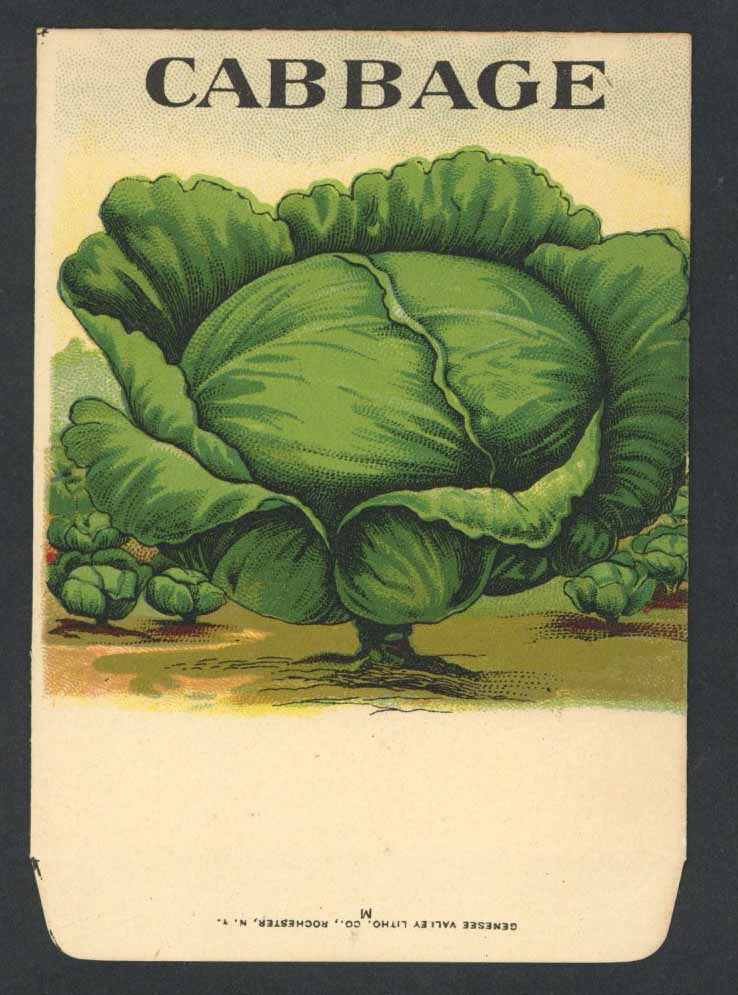 Cabbage Antique Genesee Valley Litho. Seed Packet, 645