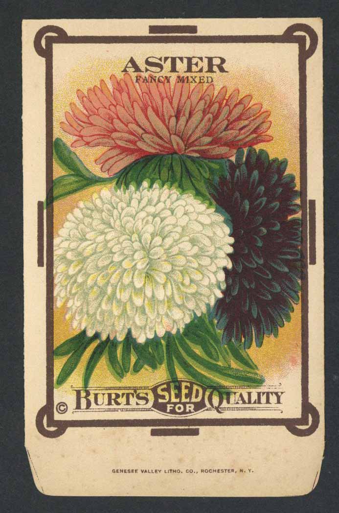 aster-antique-burt-s-seed-packet-mixed-thelabelman