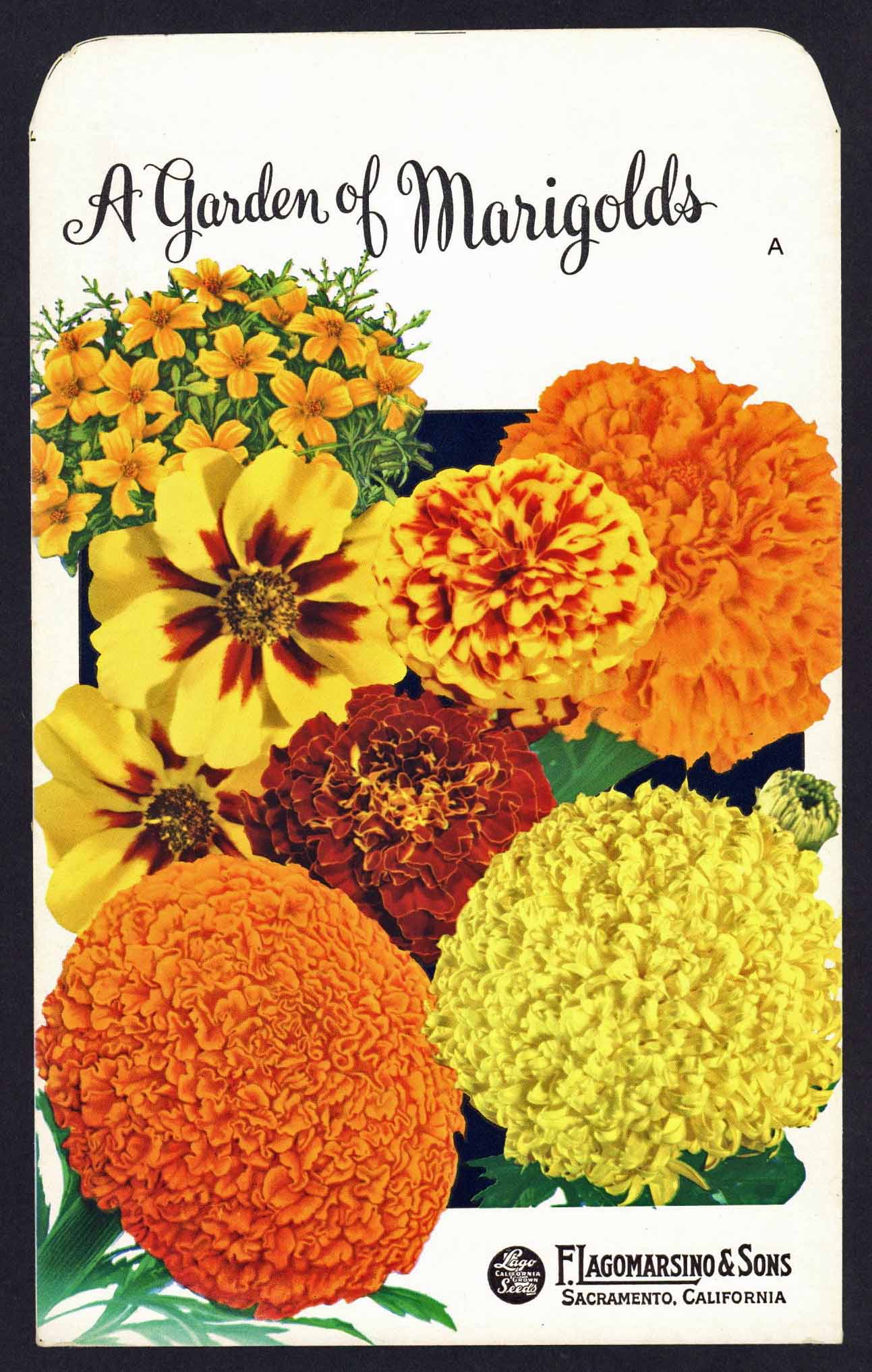 american seed marigold A Garden of Marigold's Vintage Large Sized Lagomarsino Seed Packet – thelabelman