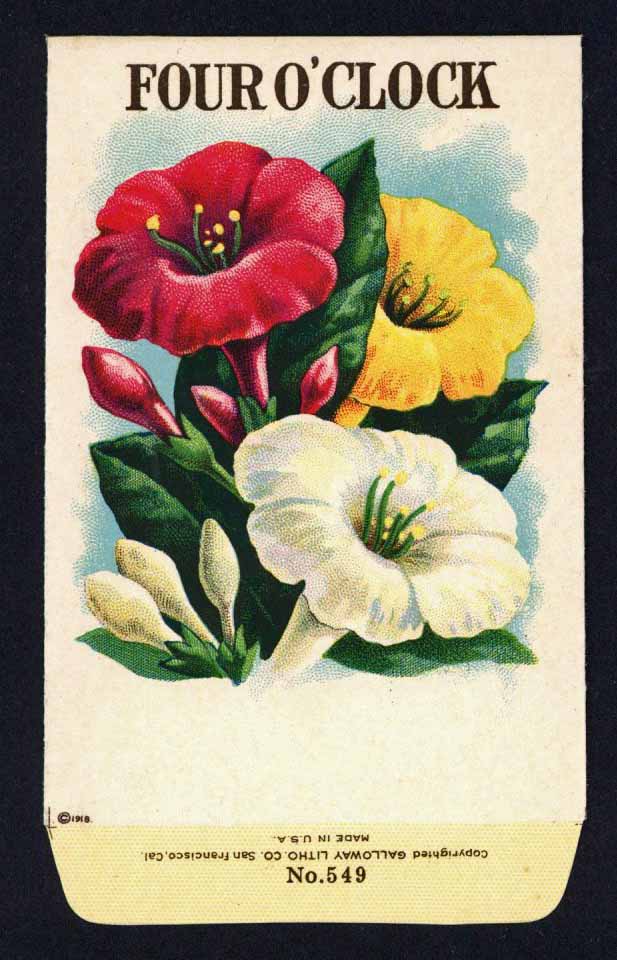 antique flower seed packets Four O'Clock Antique Stock Seed Packet