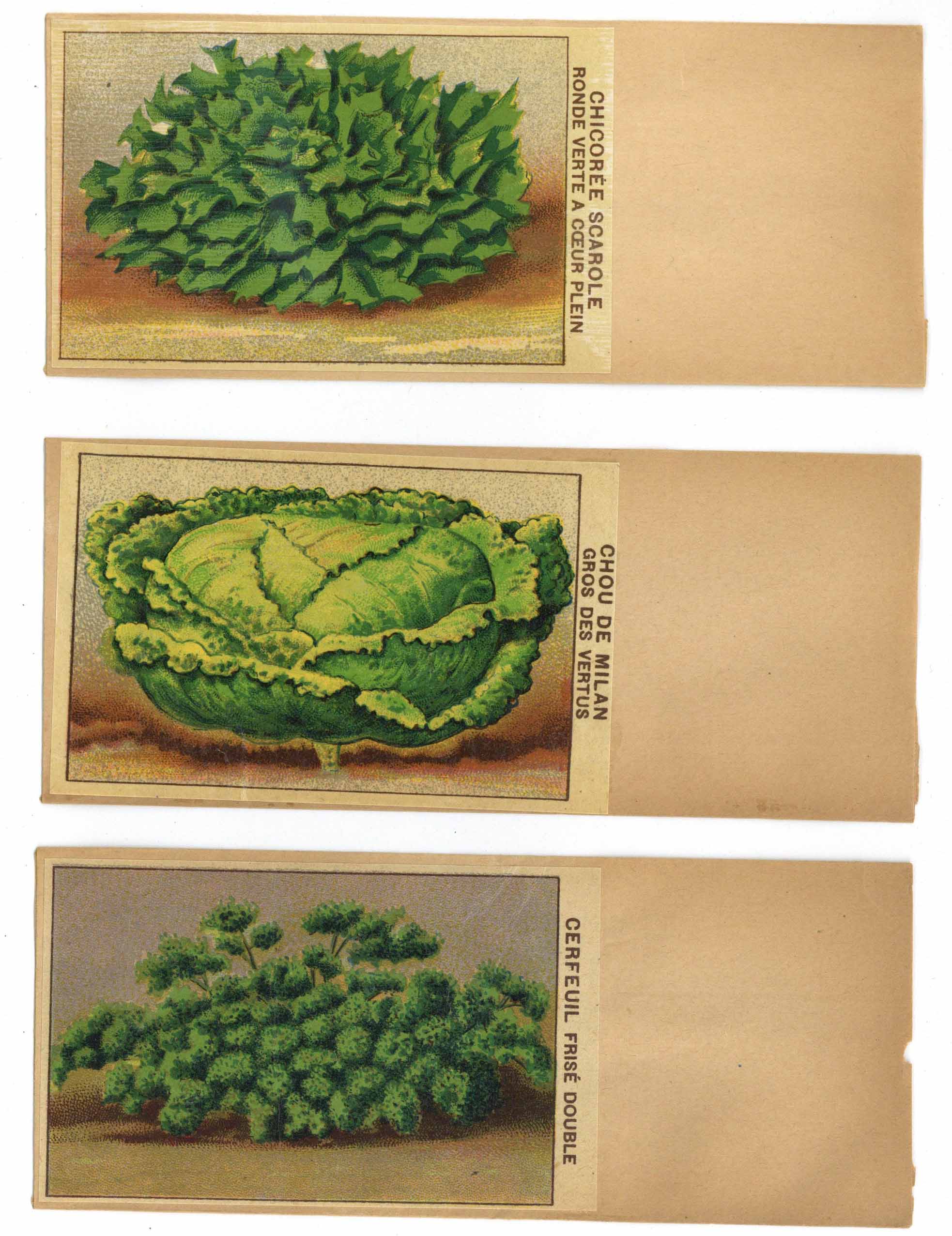 A Collection of 15 Vintage Vegetable Seed Packets – thelabelman