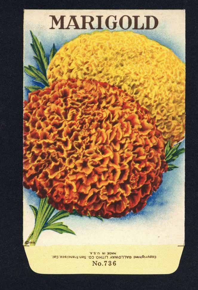 marigold seed packet Marigold Antique Stock Seed Packet