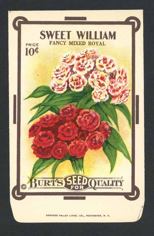 red rose seed packets Sweet William Antique Burt's Seed Packet – thelabelman