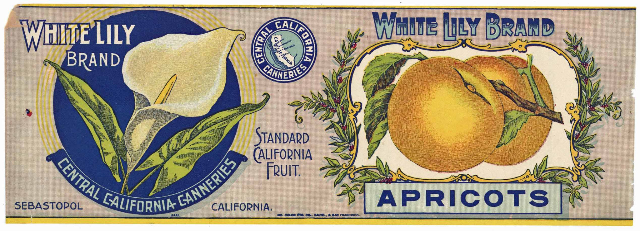 White Lily Brand Vintage Apricots Can Label