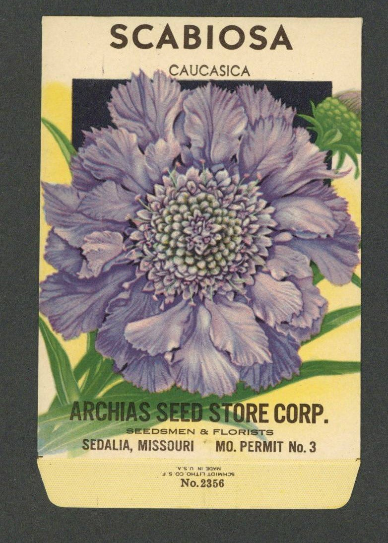 Scabiosa Vintage Archias Seed Store Seed Packet