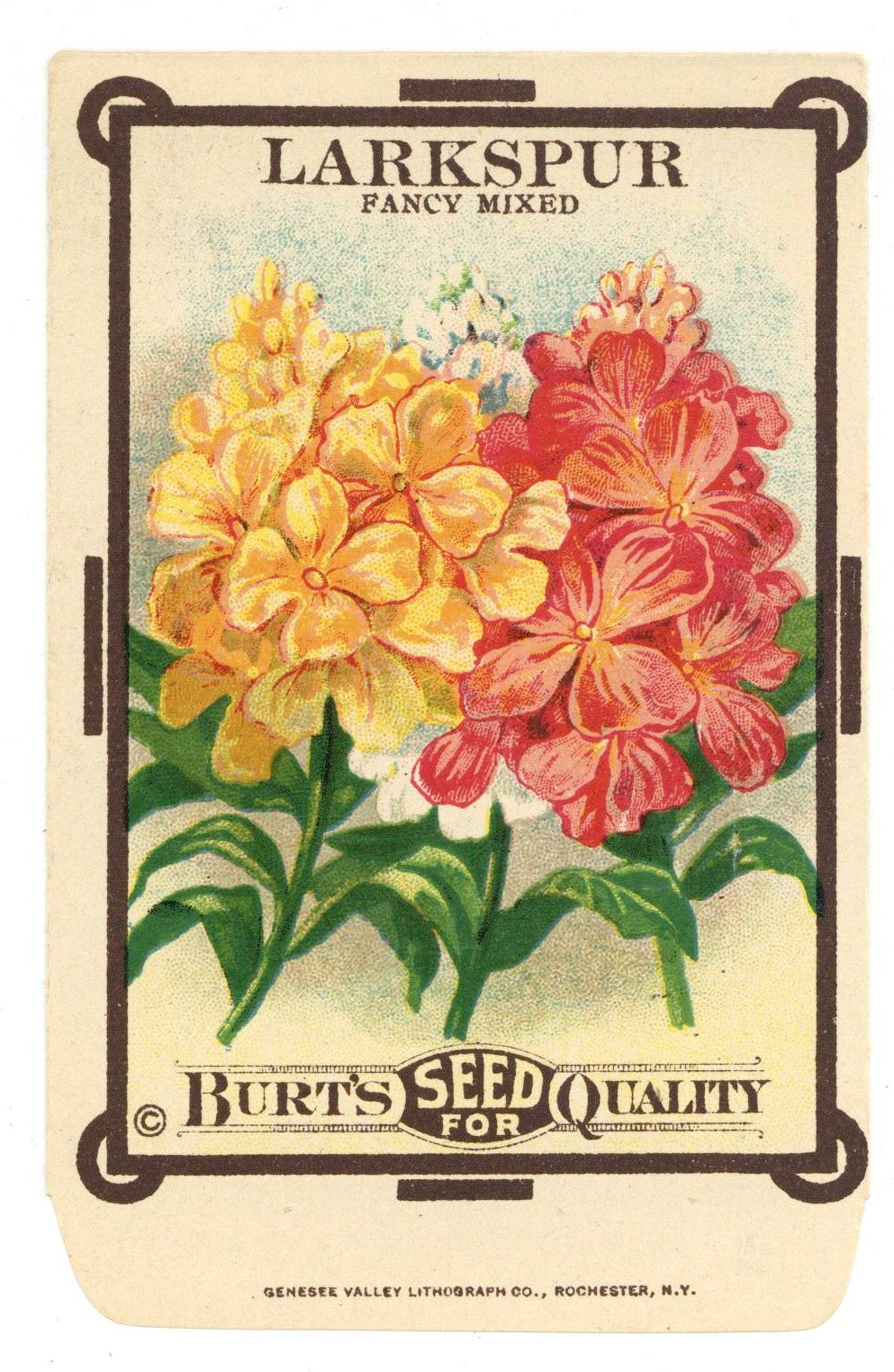 Larkspur Antique Burt's Seed Packet