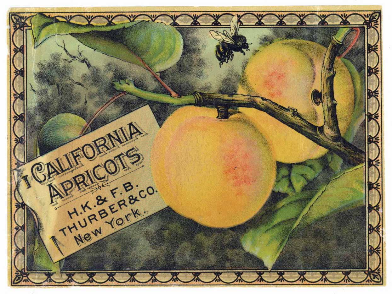 California Apricots Brand Vintage Thurber Apricot Can Label