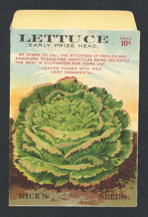 Lettuce Antique Rice's Seed Packet, Early Prize Head