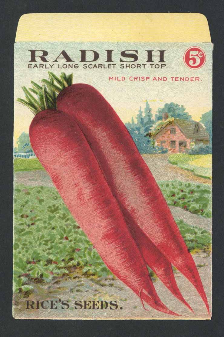 Radish Antique Rice's Seed Packet, Long Scarlet