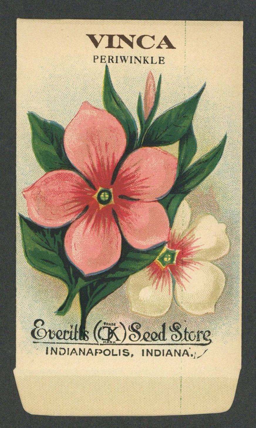 Vinca Antique Everitt's Seed Store Seed Packet
