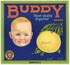 Buddy Brand Vintage Grapefruit Crate Label