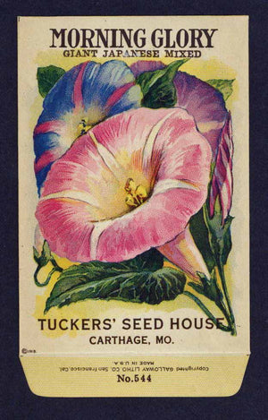 Morning Glory Antique Seed Packet Tuckers Seed House