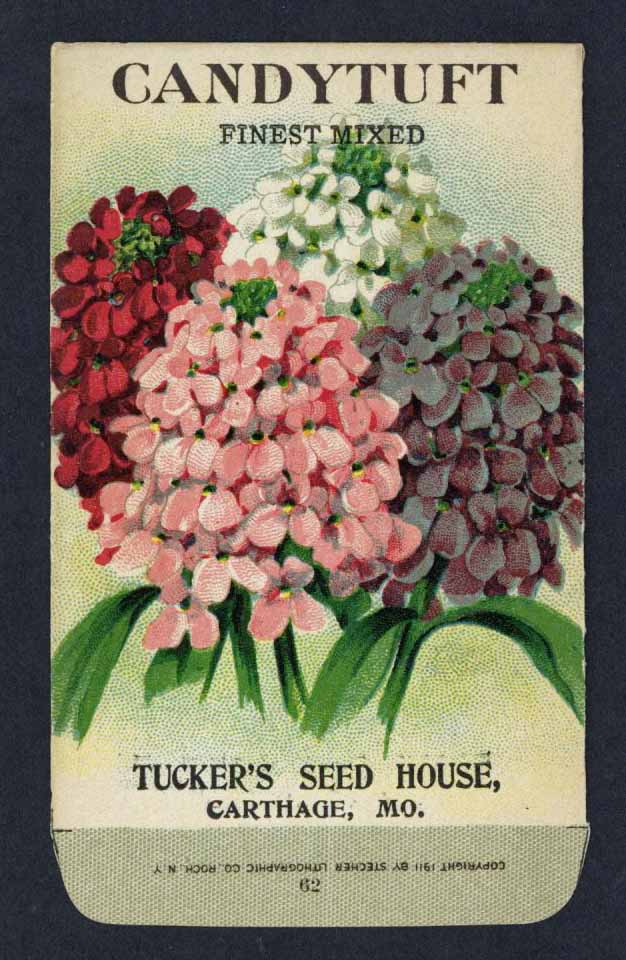 Candytuft Antique Seed Packet Tuckers Seed House