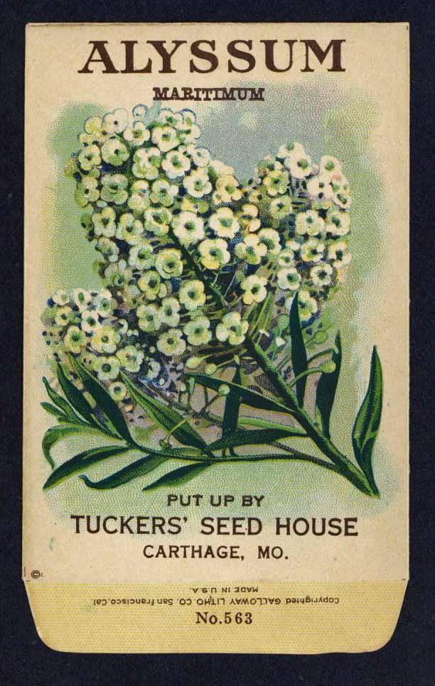 Alyssum Antique Seed Packet Tuckers Seed House