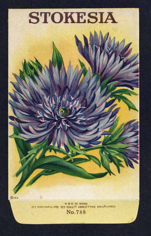 Stokesia Antique Stock Seed Packet