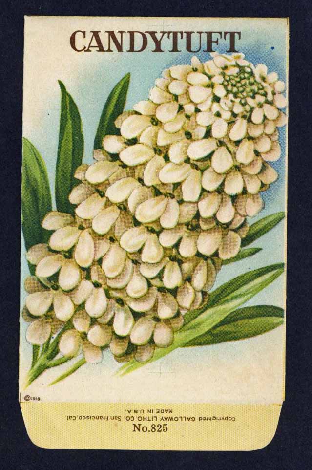 Candytuft Antique Stock Seed Packet