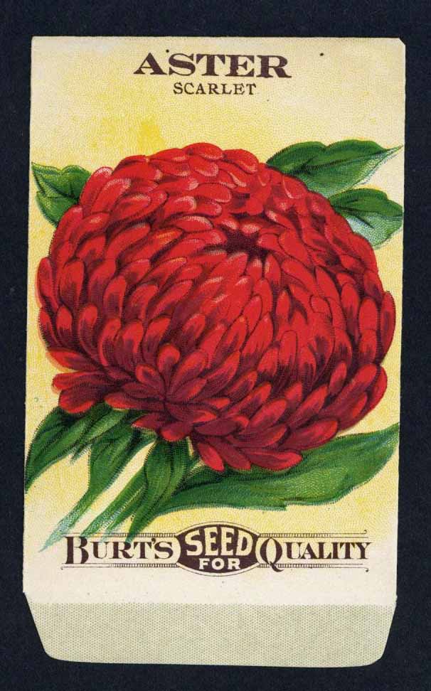 Aster Antique Burt's Seed Packet