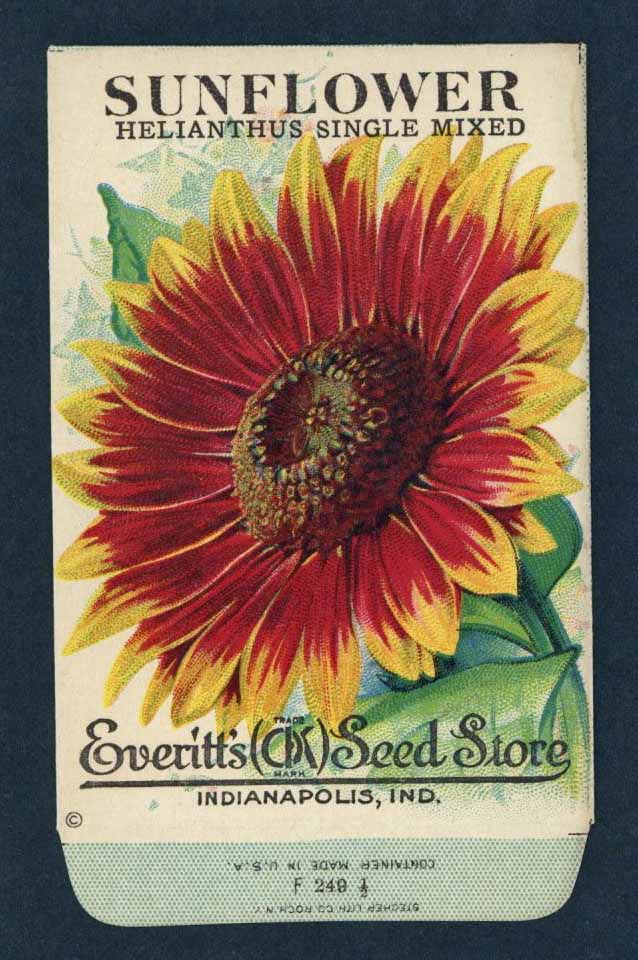 Sunflower Antique Everitt's Seed Packet