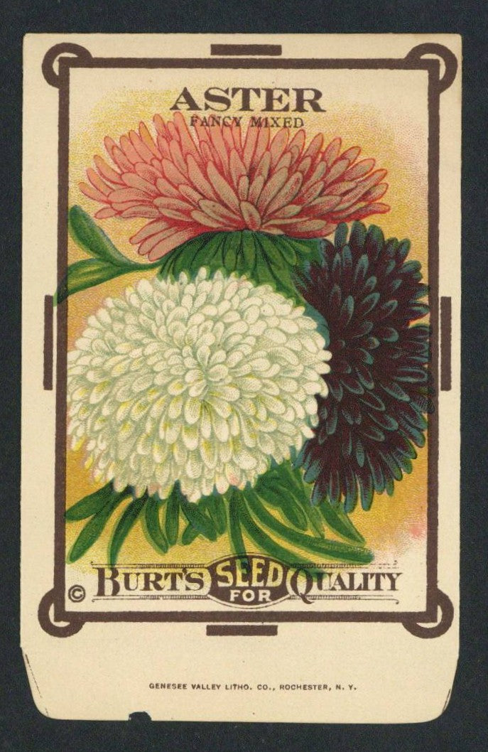 Aster Antique Burt's Seed Packet, Mixed