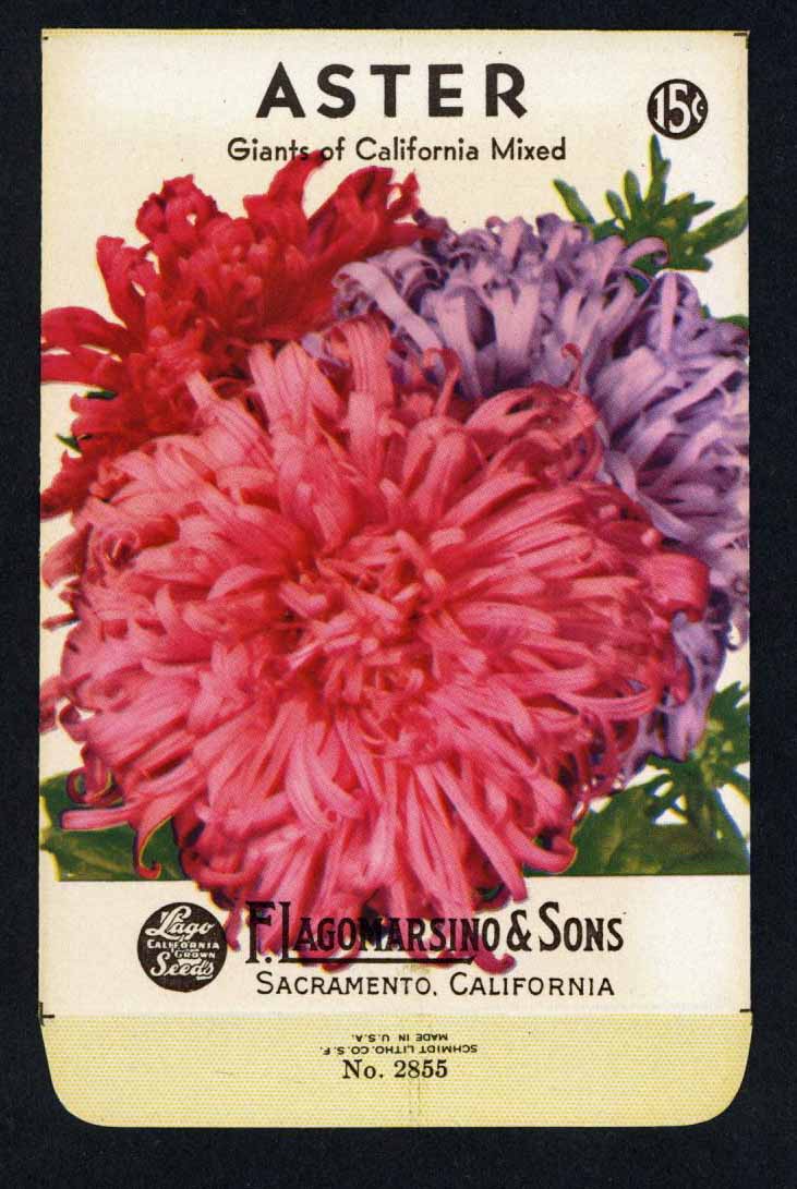 Aster Vintage Lagomarsino Seed Packet, Giants