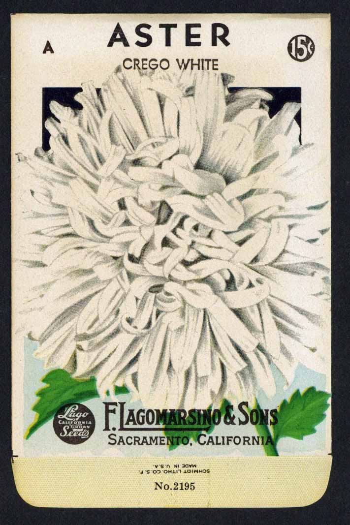 Aster Vintage Lagomarsino Seed Packet, Crego White