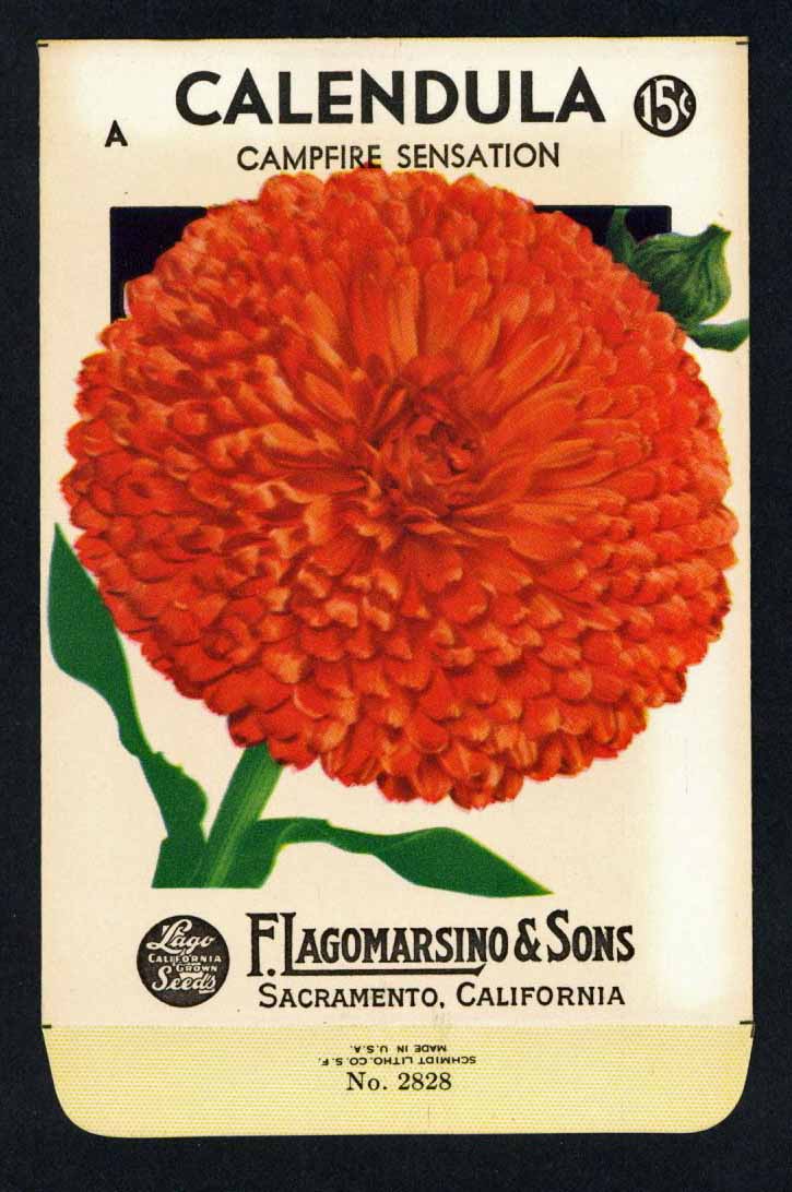 Calendula Vintage Lagomarsino Seed Packet, Campfire Sensation