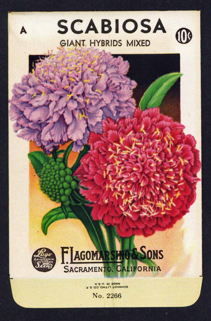 Scabiosa Vintage Lagomarsino Seed Packet