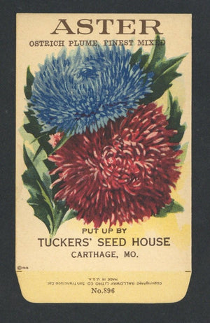 Aster Antique Seed Packet Tuckers Seed House