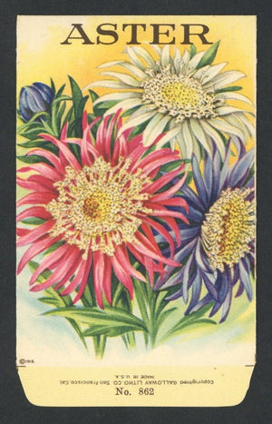 Aster Antique Stock Seed Packet