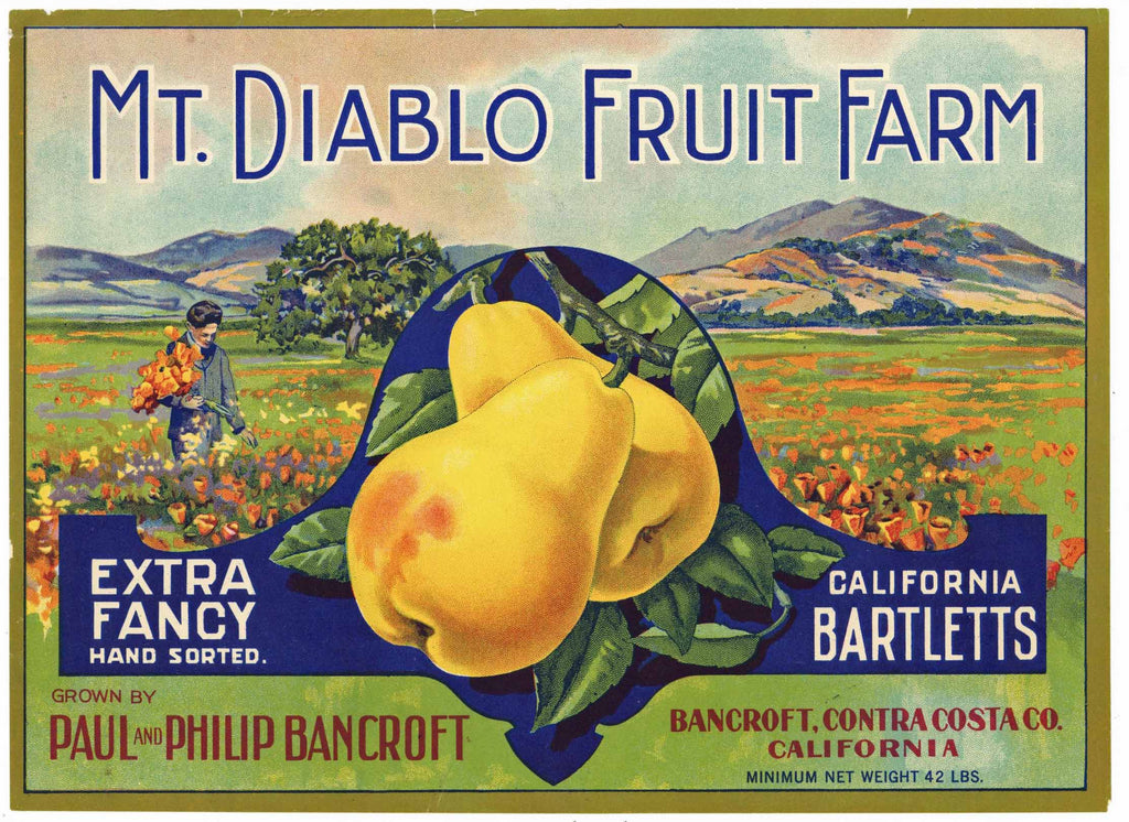 Mt. Diablo Fruit Farm Brand Vintage Contra Costa Pear Fruit Crate Label, Extra Fancy