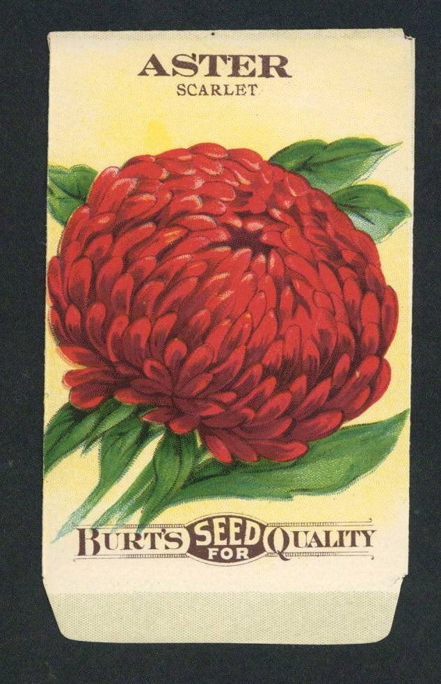 Aster Antique Burt's Seed Packet