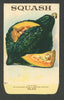 Squash Antique Stock Seed Packet