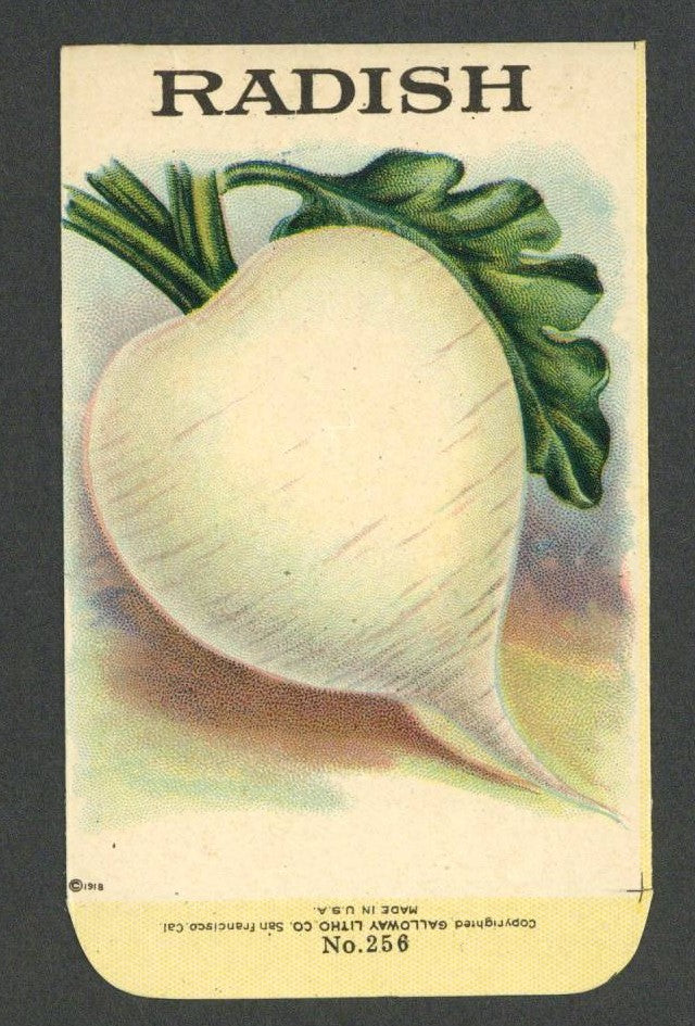 Radish Antique Stock Seed Packet