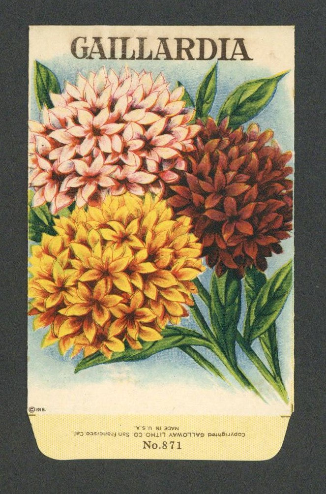 Gaillardia Antique Stock Seed Packet