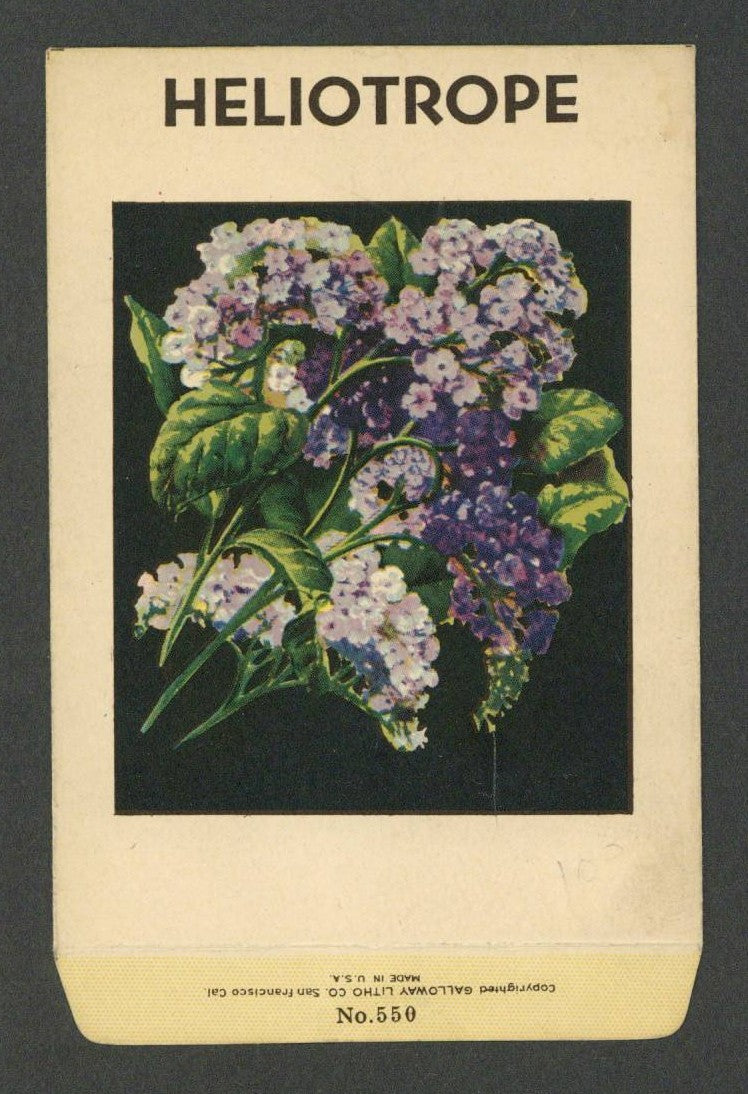 Heliotrope Antique Stock Seed Packet