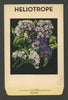 Heliotrope Antique Stock Seed Packet