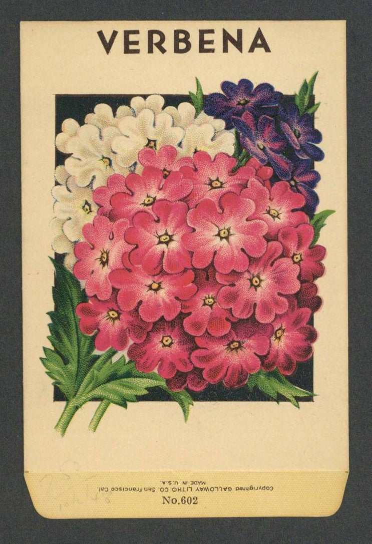 Verbena Antique Stock Seed Packet