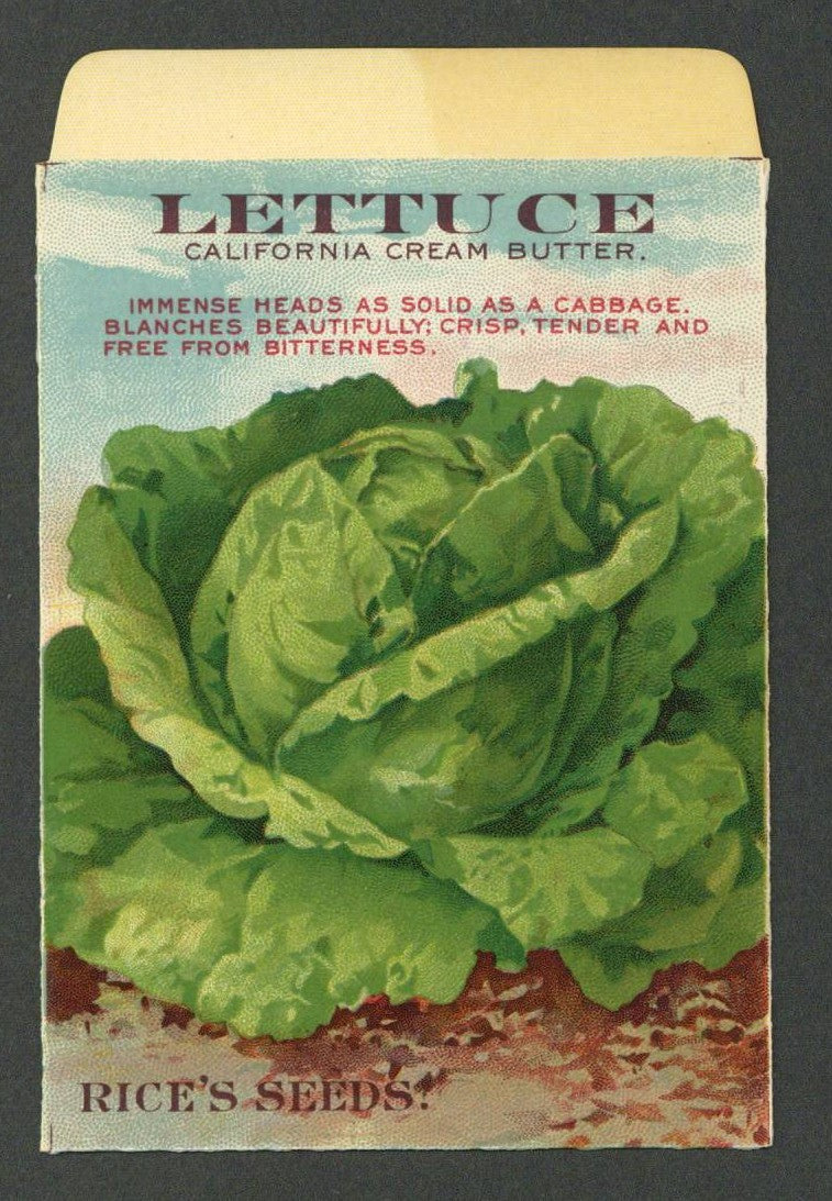 Lettuce Antique Rice's Seed Packet, California Cream Butter