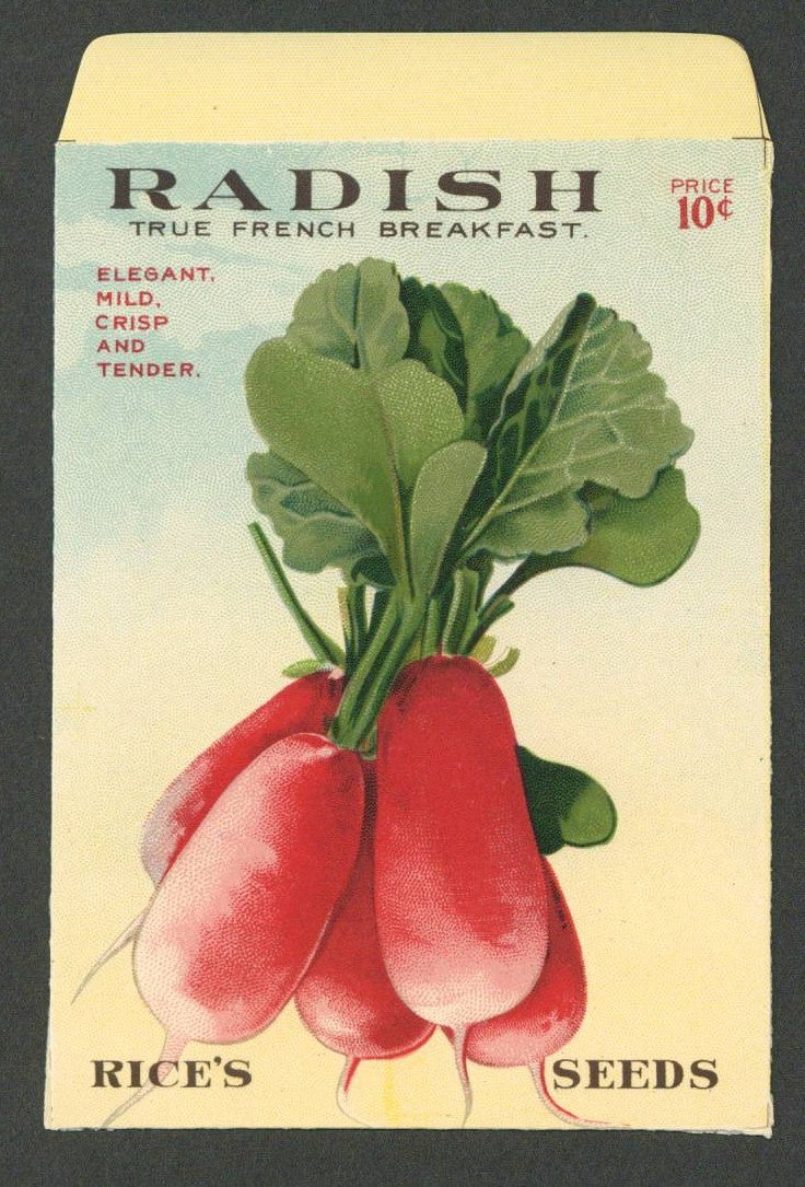 Radish Antique Rice's Seed Packet, True French Breakfast