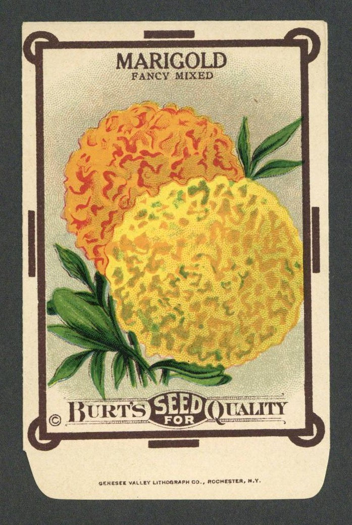 Vintage Seed Packets 1900-1940 – Page 5 – thelabelman
