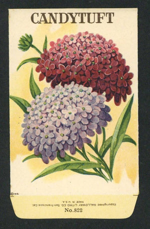 Candytuft Antique Stock Seed Packet