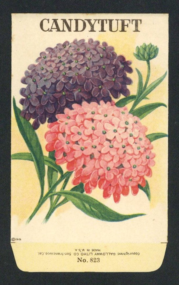 Candytuft Antique Stock Seed Packet