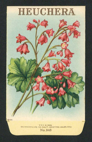 Heuchera Antique Stock Seed Packet