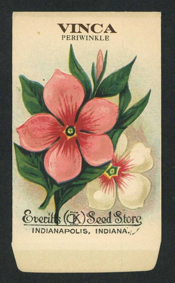 Vinca Antique Everitt's Seed Store Seed Packet