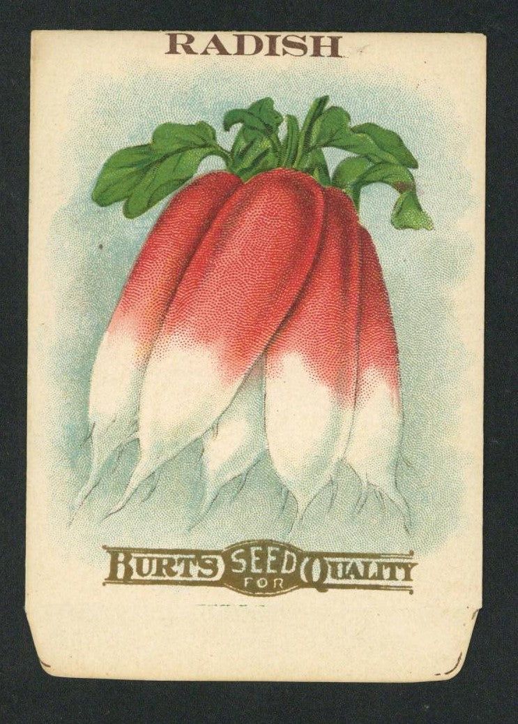 Radish Antique Burt's Seed Packet