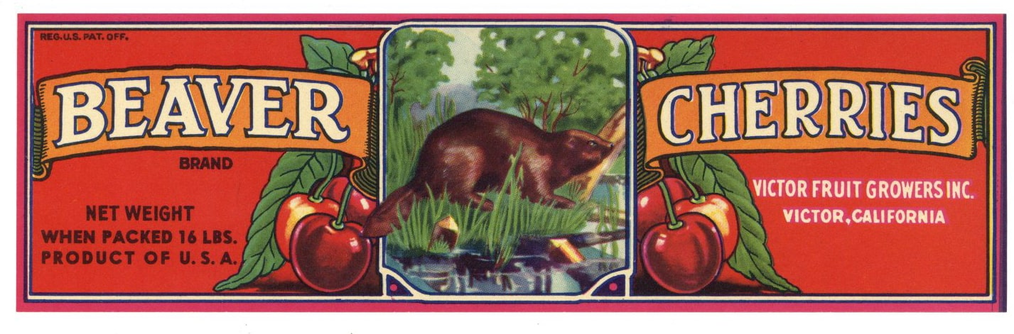 Beaver Brand Vintage Lodi Cherry Crate Label r