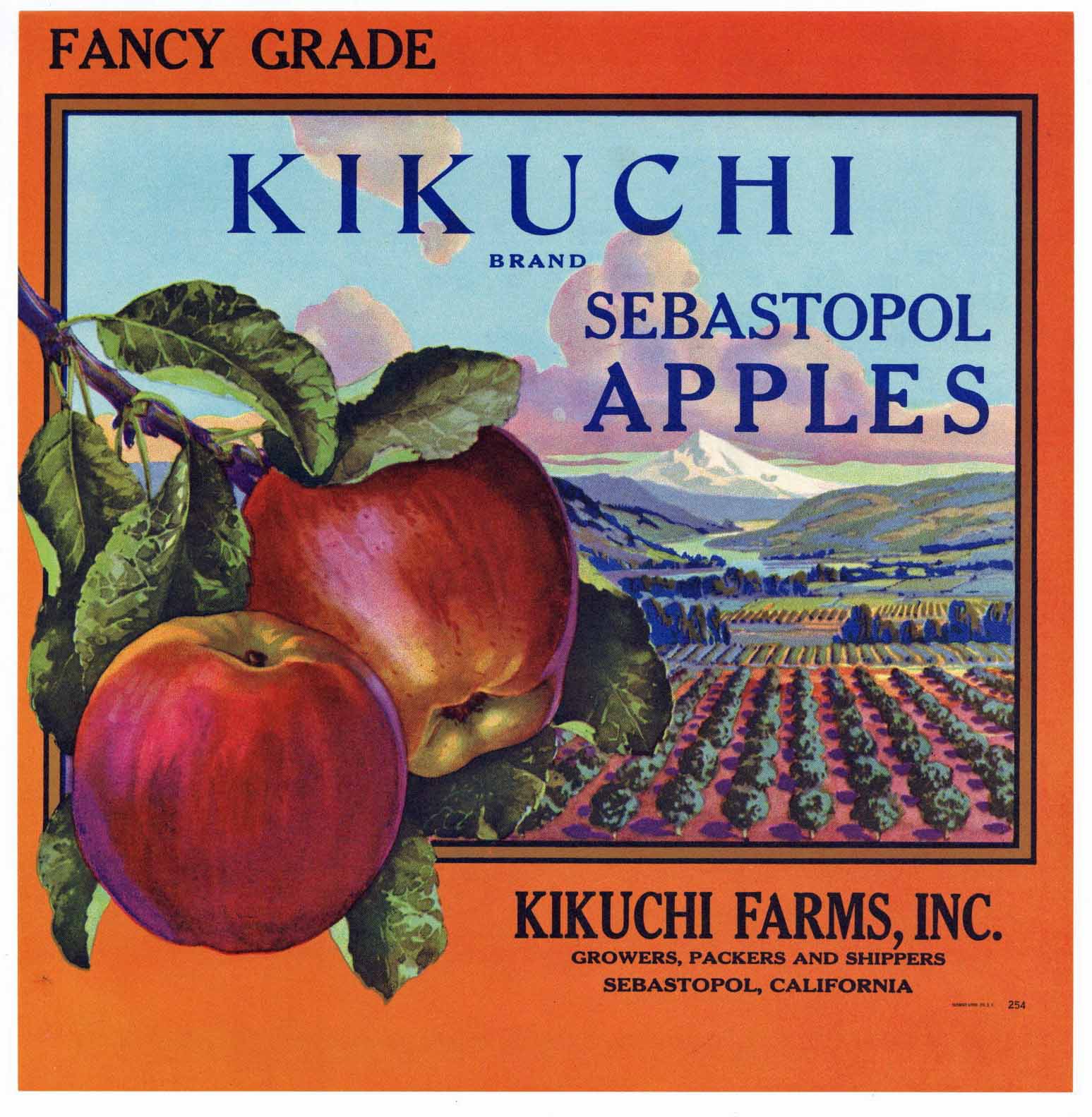 Kikuchi Brand Vintage Sebastopol Sonoma Apple Crate Label