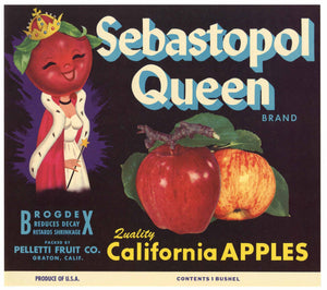 Sebastopol Queen Brand Vintage Apple Crate Label