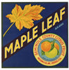 Maple Leaf Brand Vintage Oviedo Florida Citrus Crate Label, S